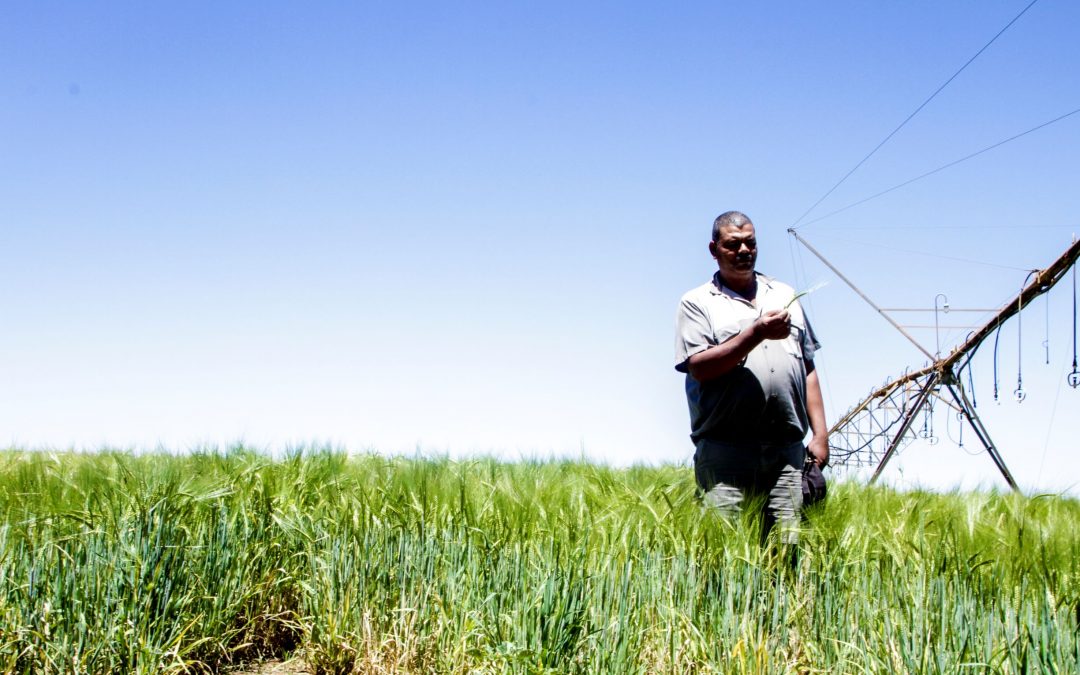 HEINEKEN SA sows seeds for greater economic participation through barley farming