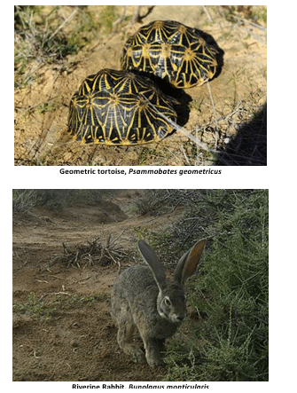 Leading the pack in conservation efforts on Endangered Species Month
