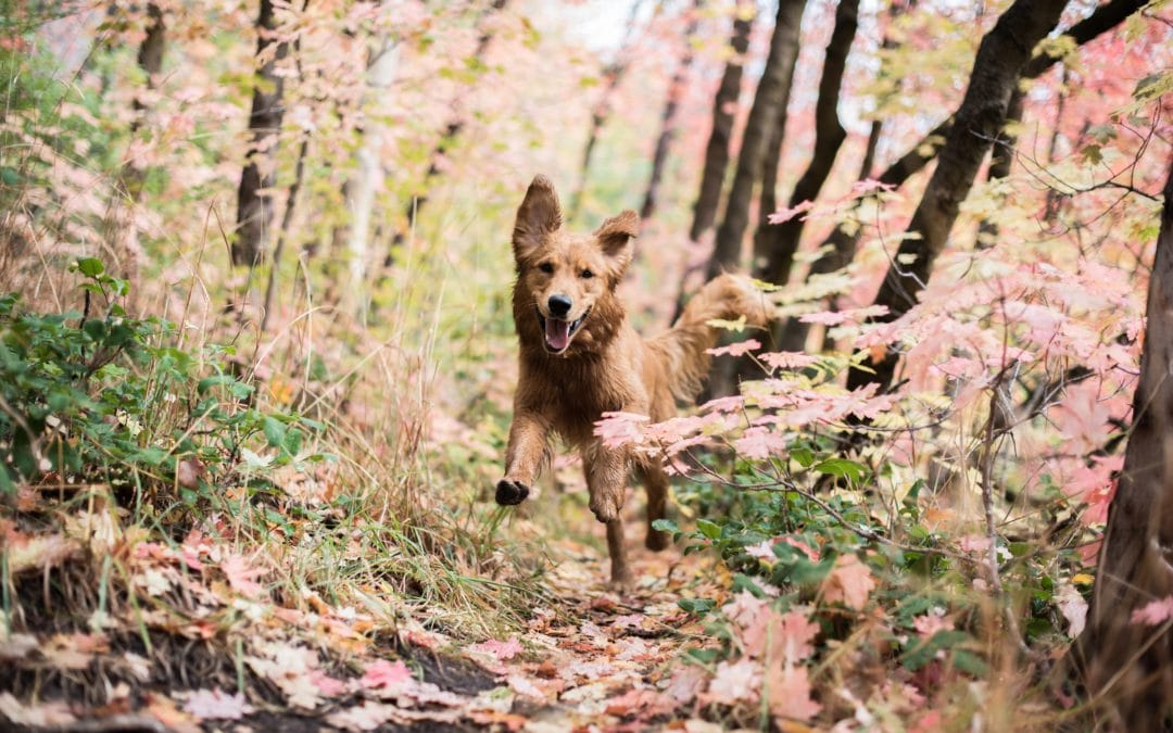 Is your pet eating enough meat?