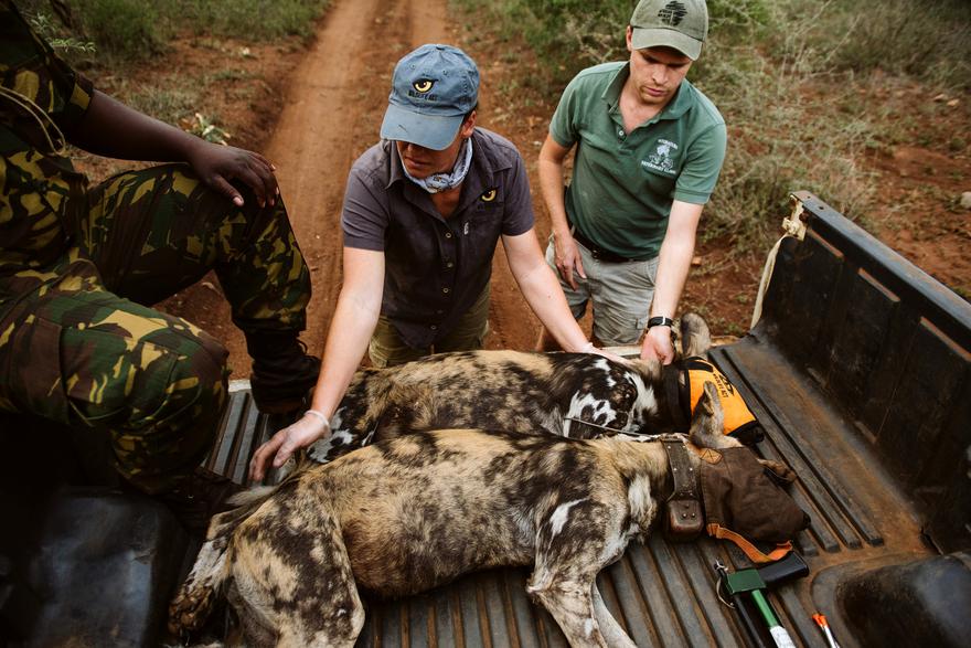 Ford, Ford Motor Company of Southern Africa, CSI, CSR, wild dogs