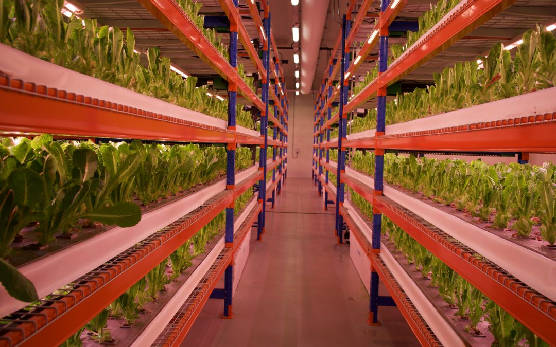 Emirates Flight Catering Opens World Largest Vertical Farm in Dubai