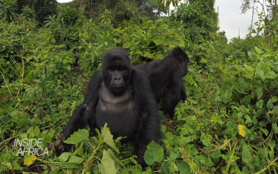 CNN’s Inside Africa explores conservation innovation strategies
