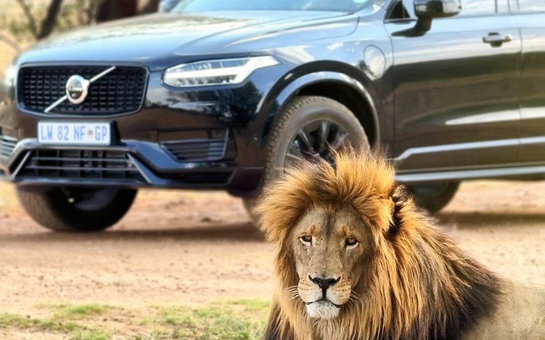 Celebrating World Wildlife Day: Volvo and Shandor Larenty highlight electrified mobility’s role in conservation