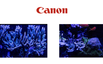 Canon brings the ocean to life through touch with Coral Restoration Campaign