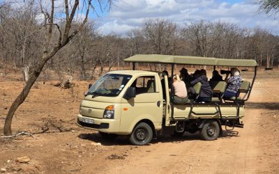 From City Streets to Safari Drives: Hyundai H100 Delivers 10,000 Tourists in the Bush